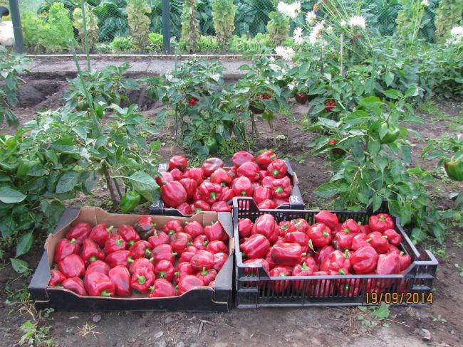 paprika201453171411146355.JPG