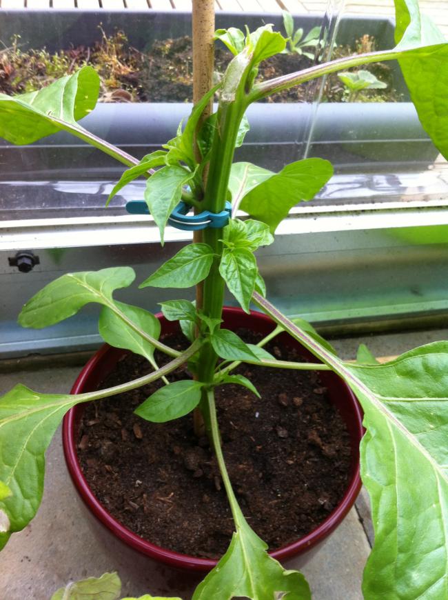 paprika21891335549209.JPG