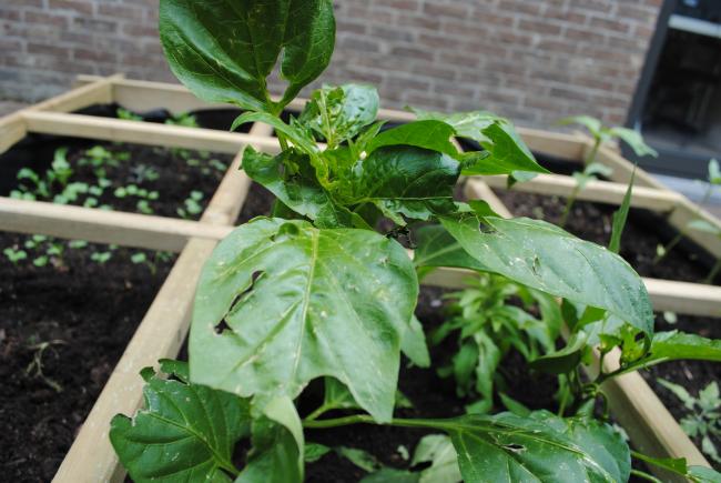 paprika88971337603145.JPG