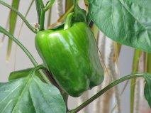 paprika96891363110658.png