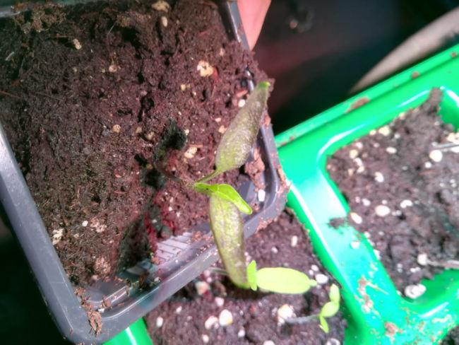 paprika97421552939180.jpg