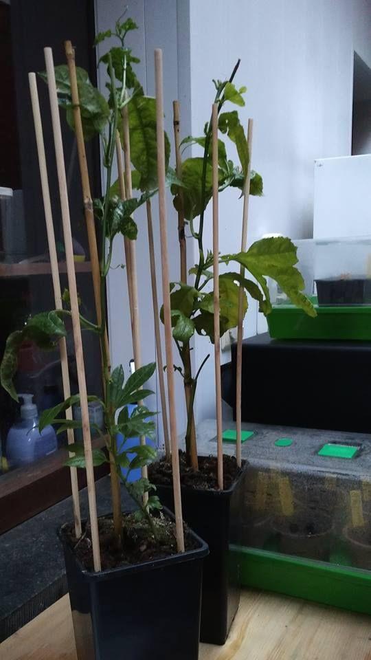 passiflora-Edulis29361548057814.jpg