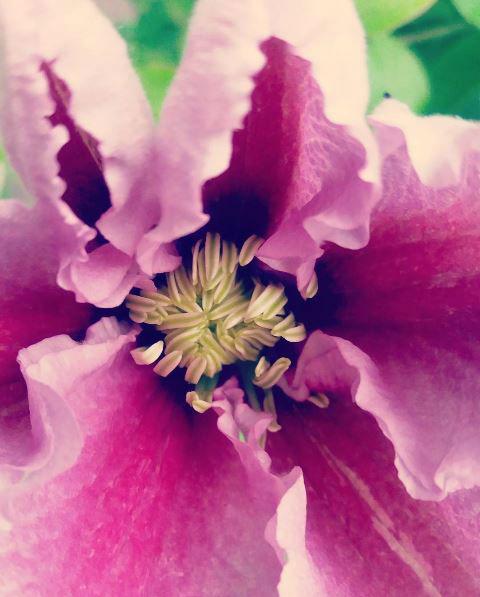 passiflora74721466180759.jpg