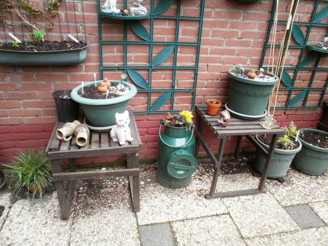 patio-potten--met-jonge-aanplant41561334310956.jpg