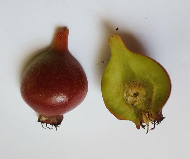 peertje221701493883899.jpg