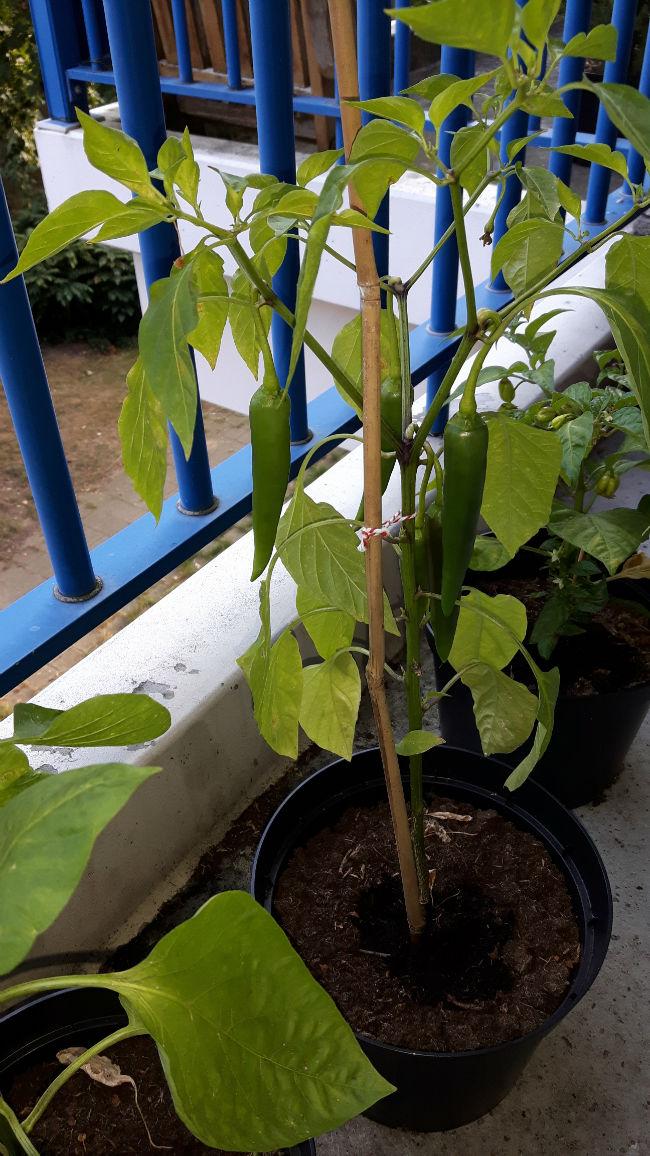 peper181021472749098.jpg