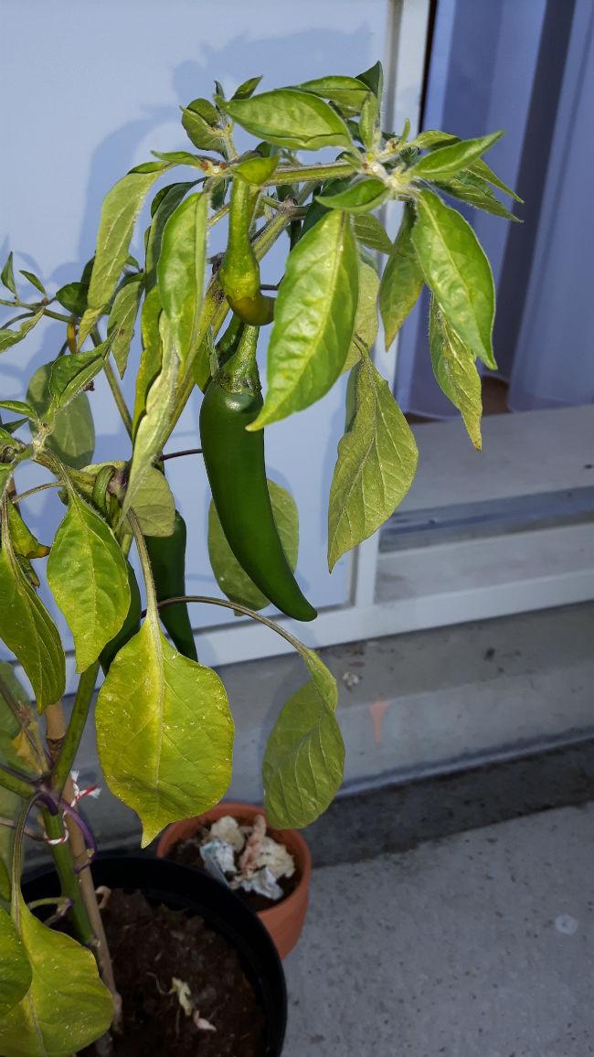 peper240771472749115.jpg