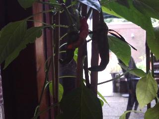 peper86311341471451.png