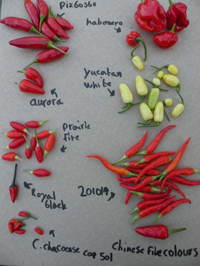 pepers-2012-00254501346247362.JPG