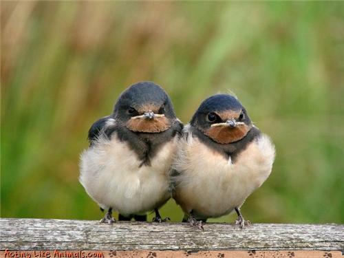 pepper-and-paprika-as-birds72181345783214.jpg