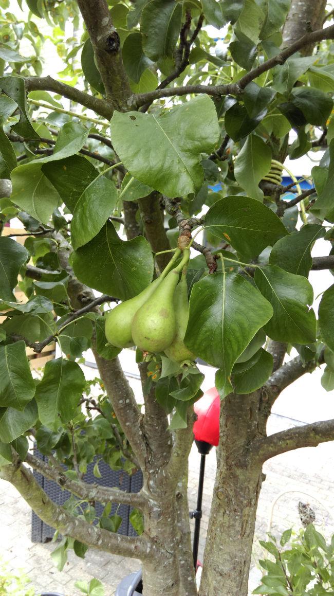 peren80511466858112.jpg
