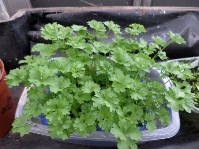 peterselie-7-mei68371399465204.jpg