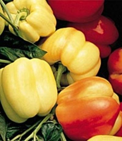 pflanzen-im-web-de-Capsicum-annuum-Paprika-Sweet-Pepper-Blushing-Beauty-Hybrid-imagegaleriegross71731382289308.jpg