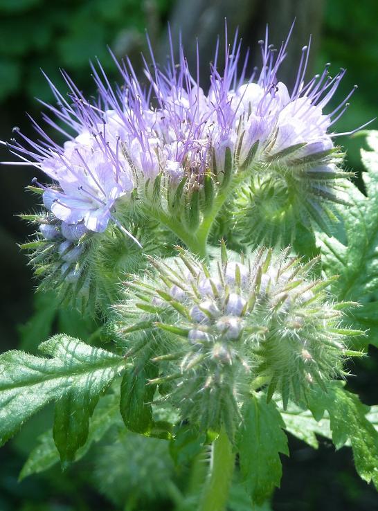 phacelia-update-a82741372193385.JPG