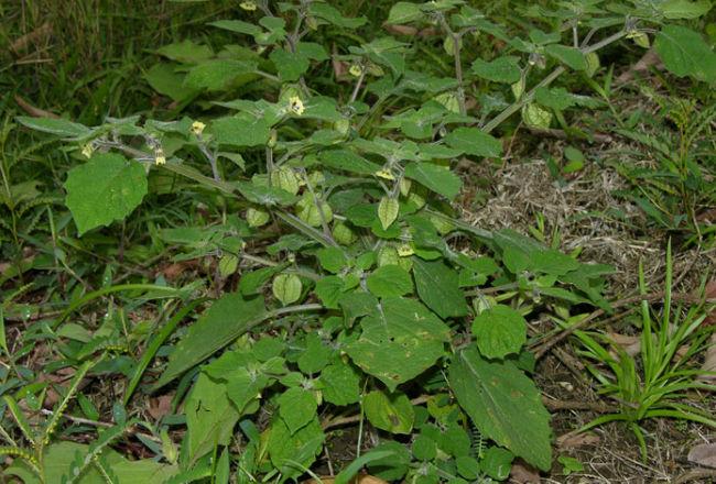 physalispubescens81061495395126.jpg