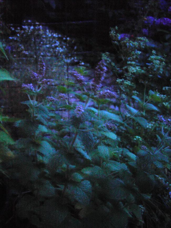 pict371172391342297115.jpg