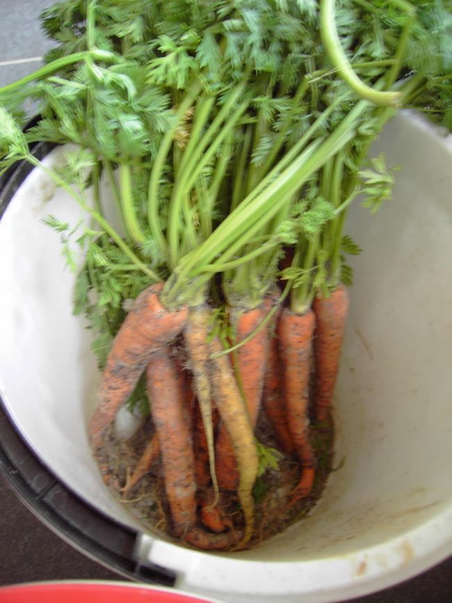 pict375168861342688030.jpg