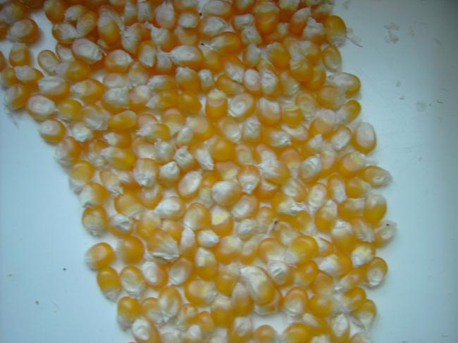 pict445439321346776732.JPG
