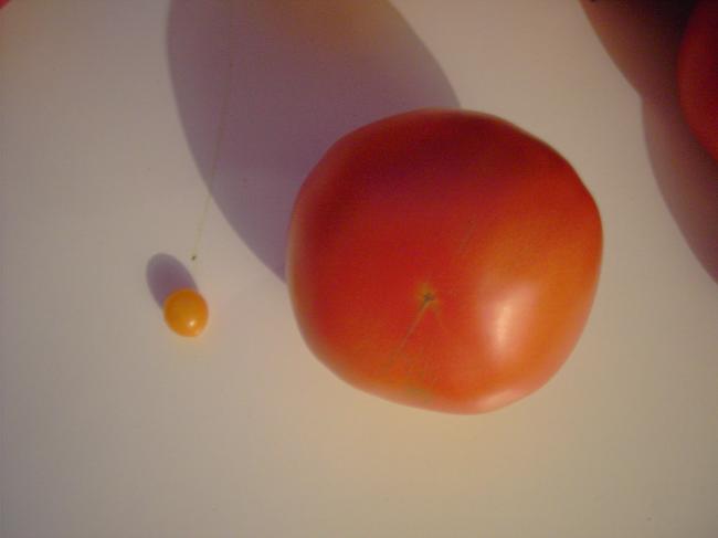 pict618124791375138581.JPG