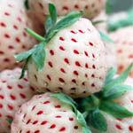 pineberry90061433318513.jpg