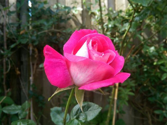 pink-rose12641496597391.jpg