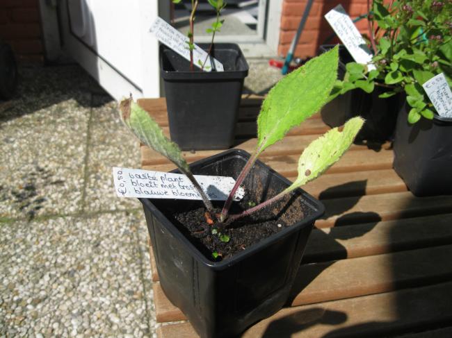 plant-00186291343036990.JPG