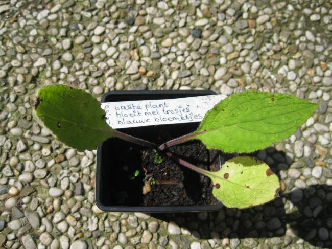 plant-00323541343037028.JPG