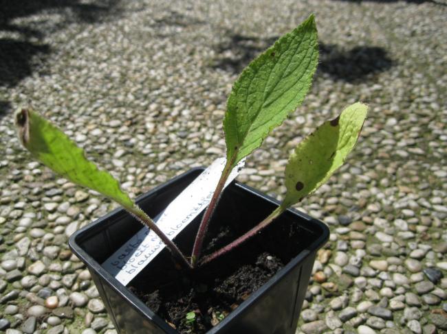 plant-00467061343037067.JPG