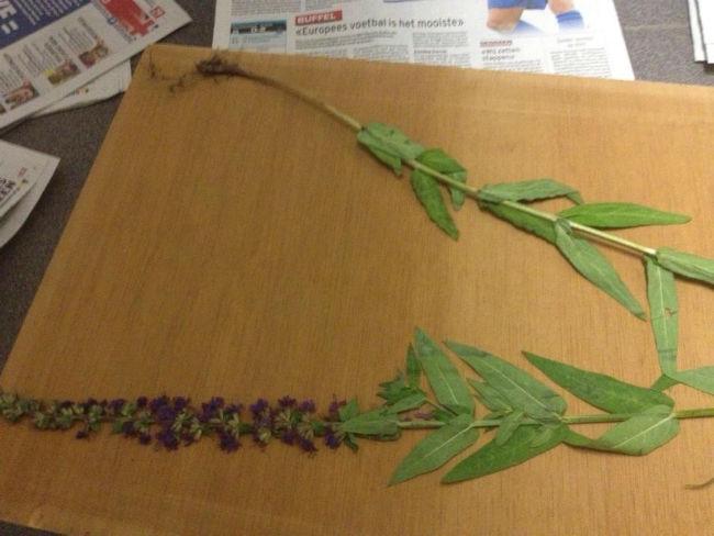 plant-10084601377864872.jpg