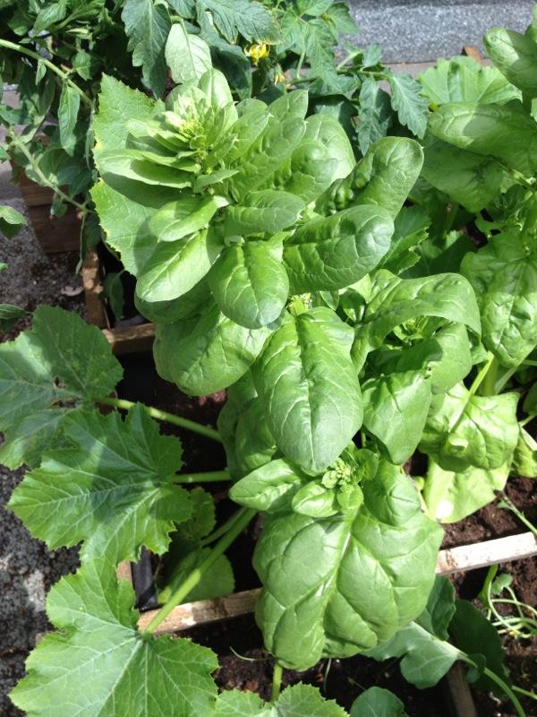 plant-239971371672834.jpeg