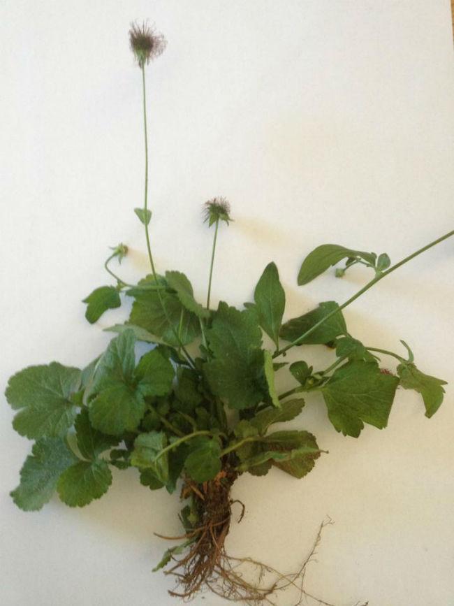 plant-herbarium26891378400094.jpg