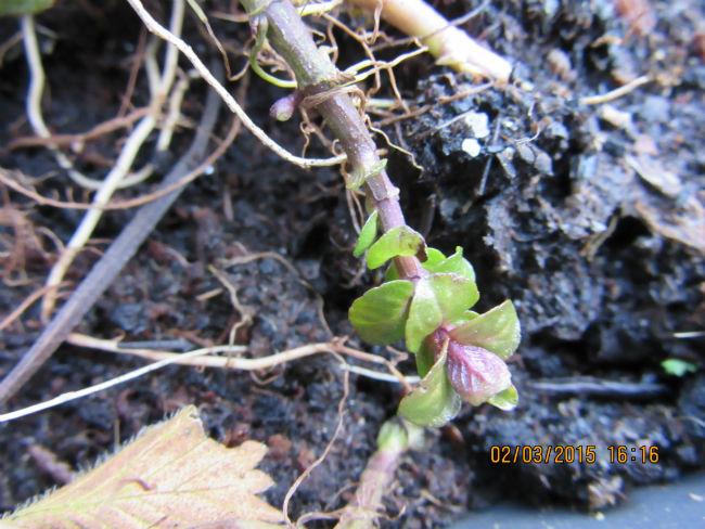 plant-kas-01584961425303141.JPG