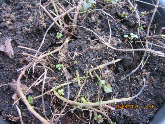 plant-kas-01664781425303260.JPG