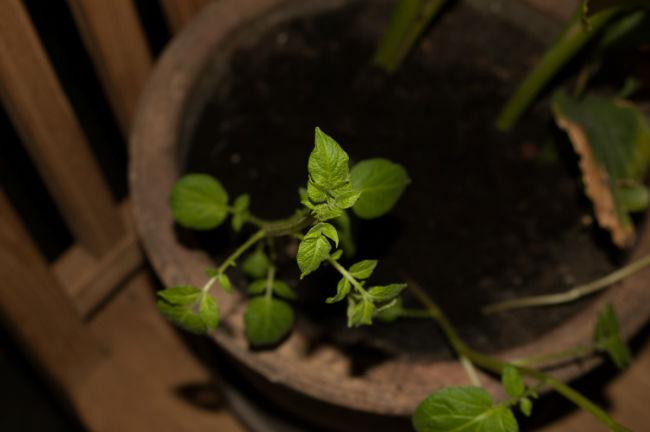 plant128881396671928.jpg