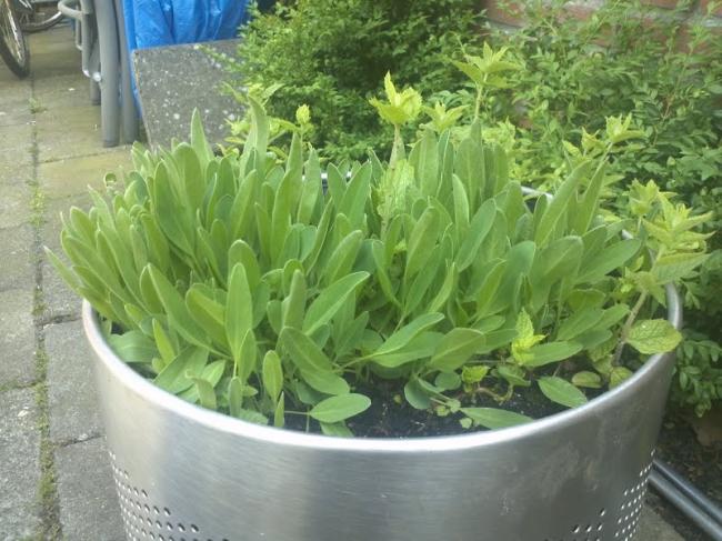 plant14041340461427.jpg