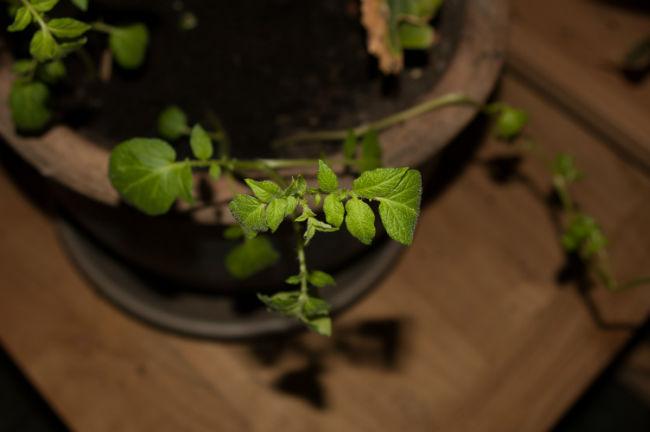 plant229591396671937.jpg