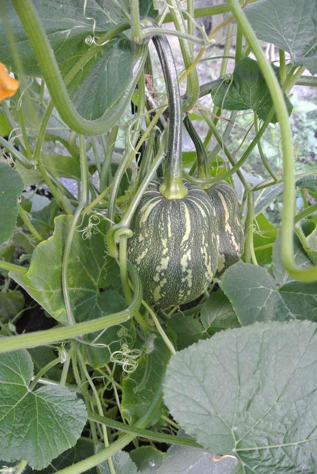 plant73071500403298.jpg