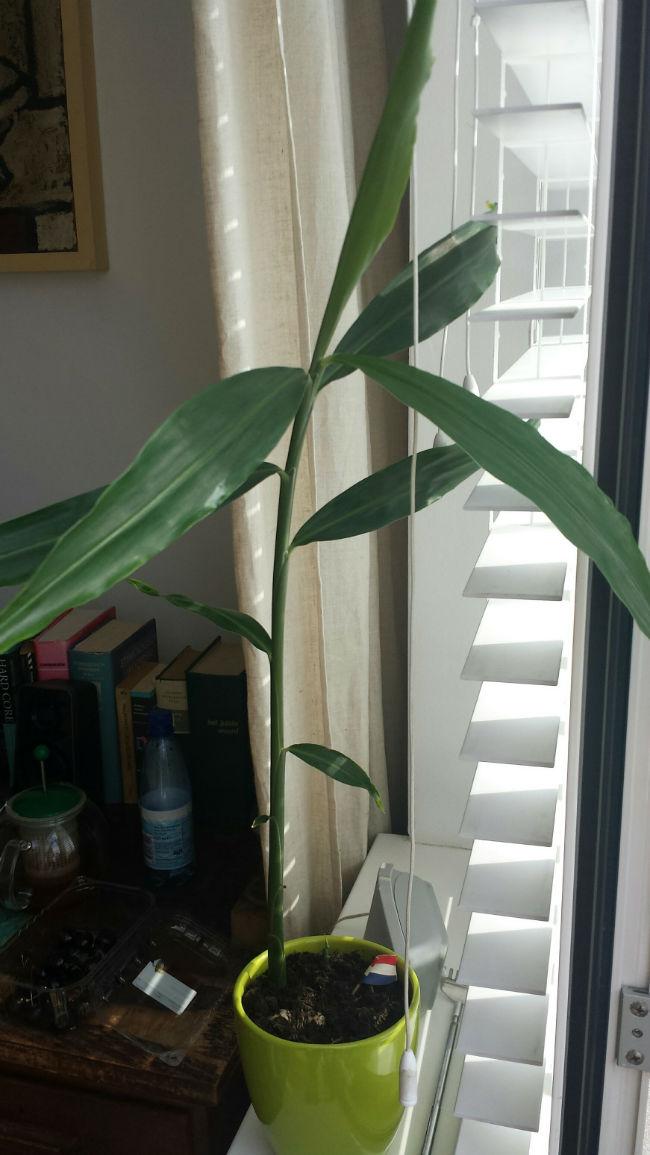 plant85781437754874.jpg