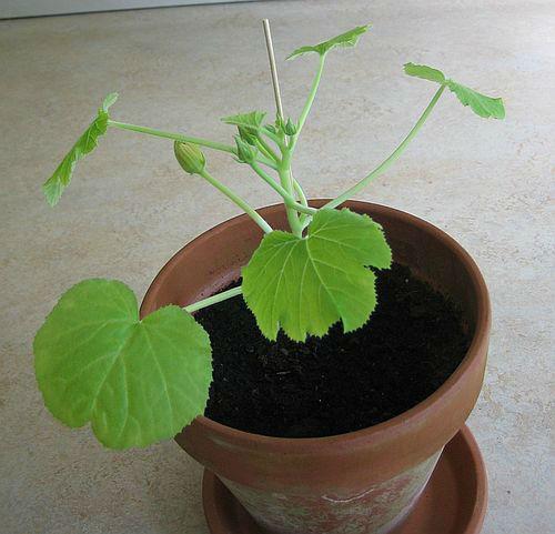 plant88871429186999.jpg