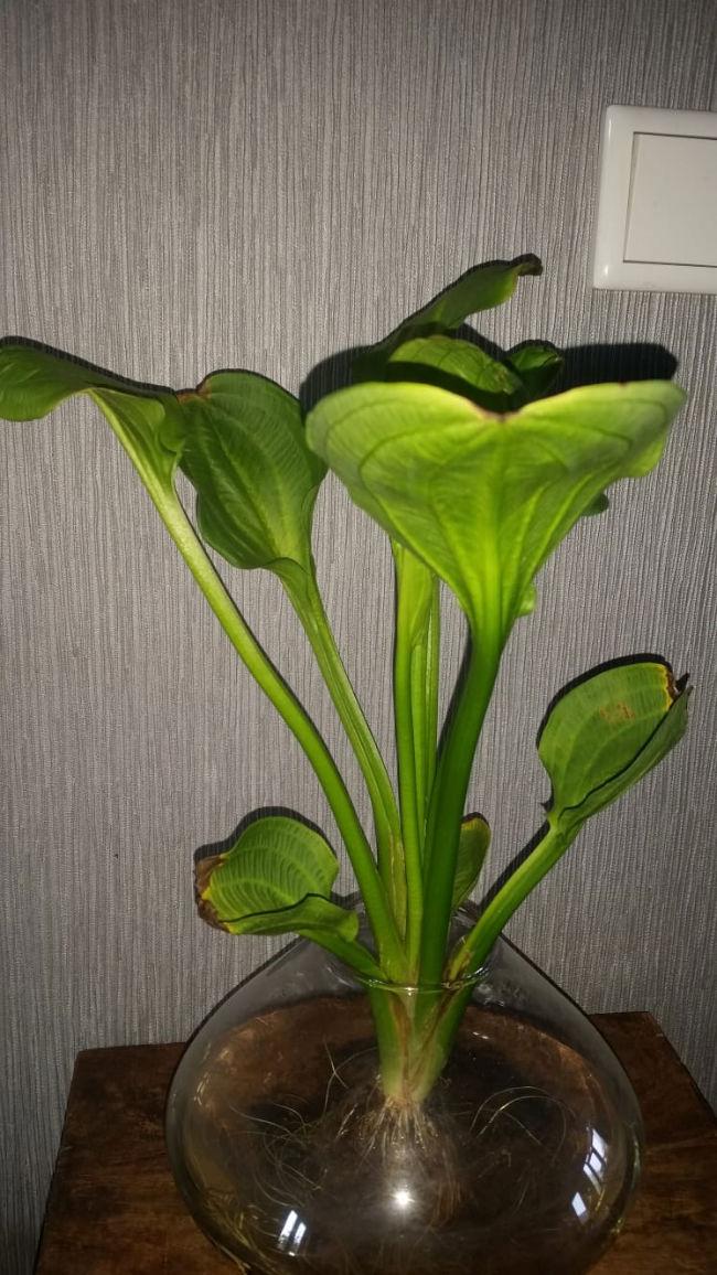 plant92591531332630.jpg