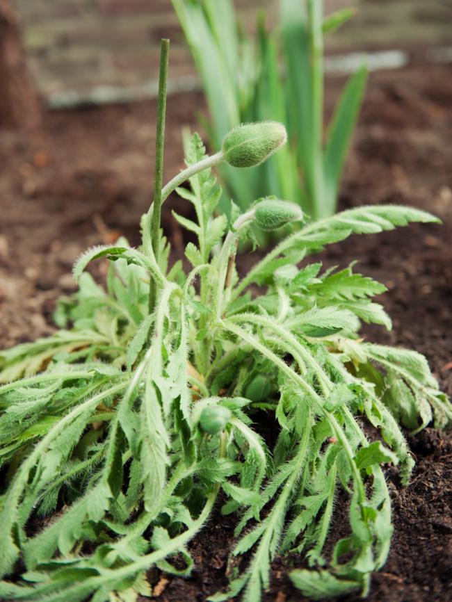 plantjes-frankrijk-220521367939484.jpg