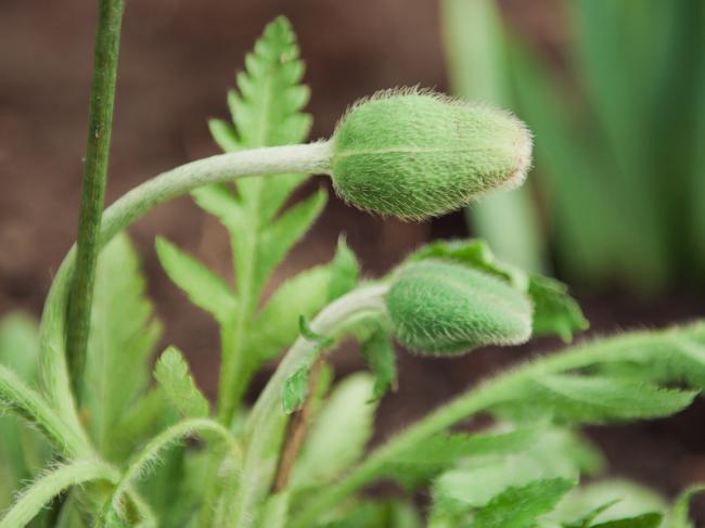 plantjes-frankrijk-370241367939472.jpg