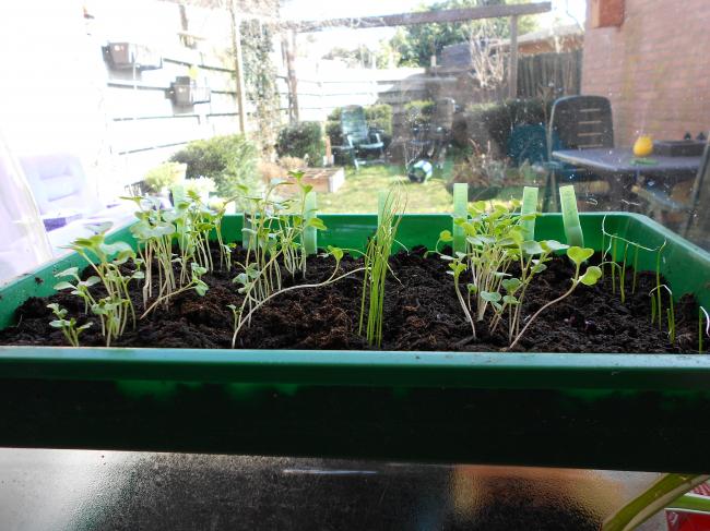 plantjes-voor-in-de-tuin-(1)56761334689452.JPG