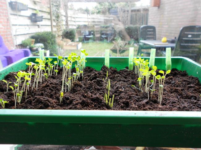 plantjes-voor-in-de-tuin-(3)65571334689328.JPG