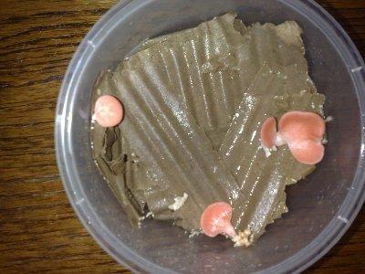 pleurotus-pink-on-cardboard51021364167772.jpg