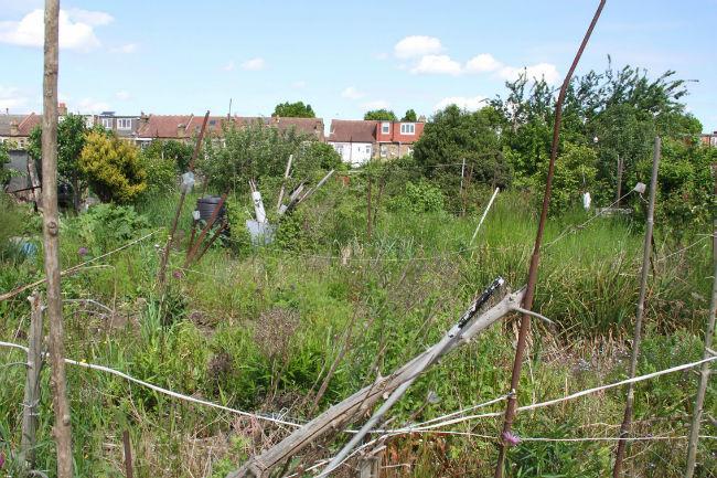 plot-overgrown5089bl14221422046782.JPG
