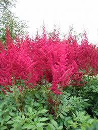 pluimspirea-donker-roze54931436606006.png