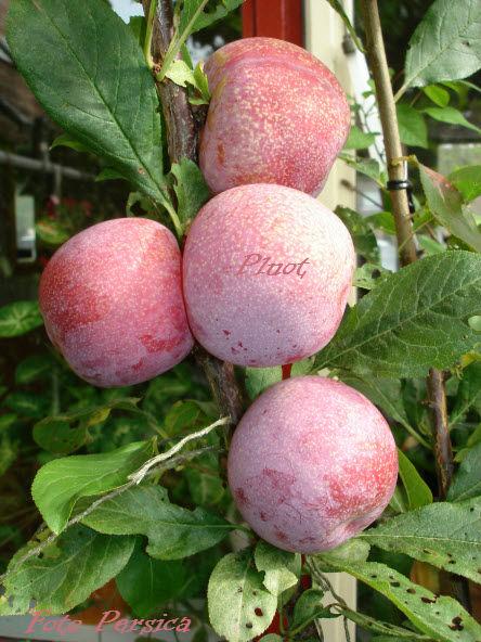 pluot31821404504226.jpg