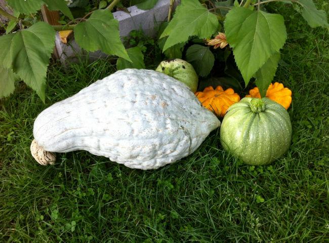 pompoen-tuin99181379703675.jpg