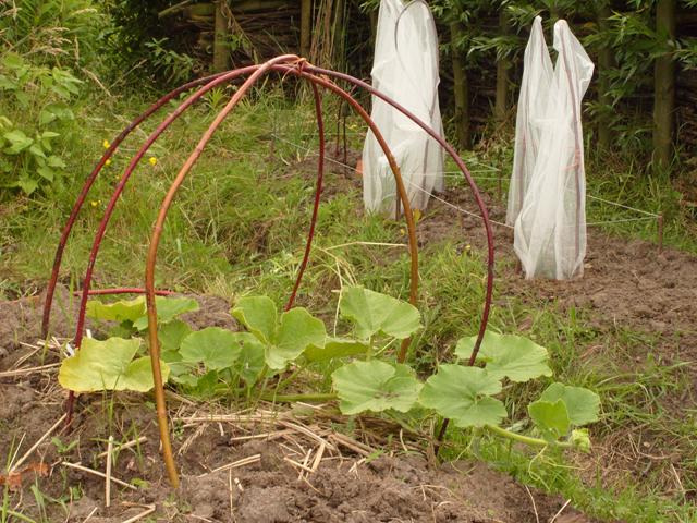 pompoen11251340204501.JPG